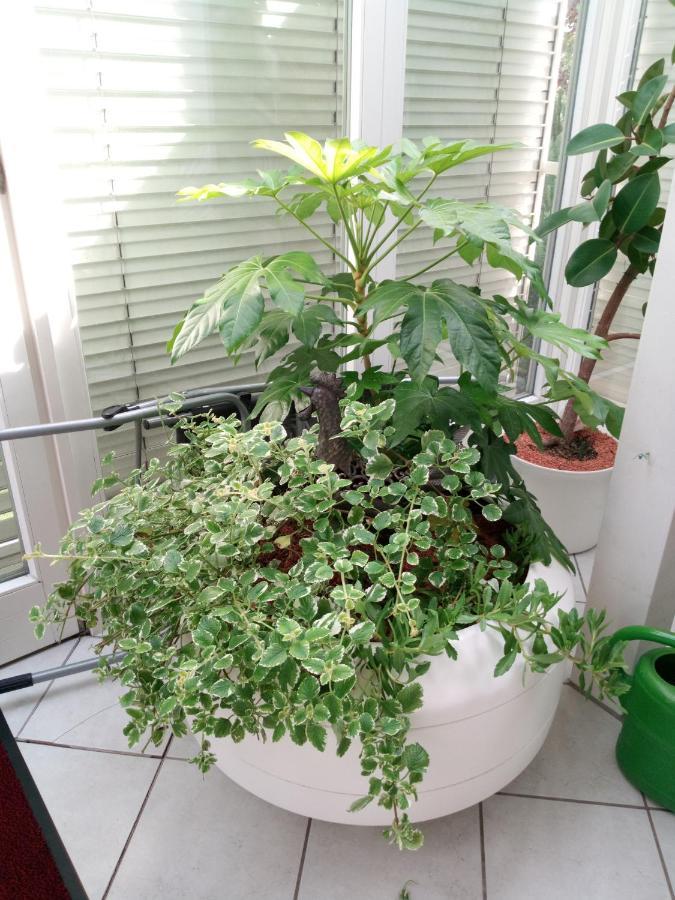 Ferienwohnung Schwalbennest Sommerach Esterno foto